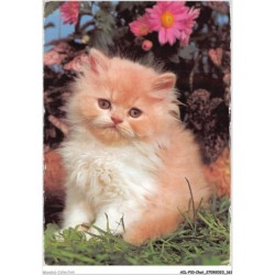 AILP10-1024 - CHAT - regard d'un chat