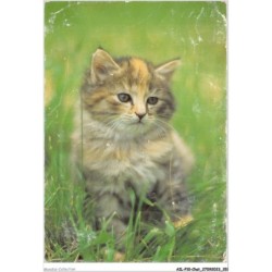 AILP10-1019 - CHAT - chat dans les herbes
