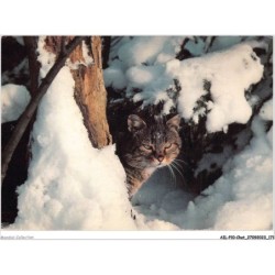 AILP10-1029 - CHAT - chat sauvage d'europe