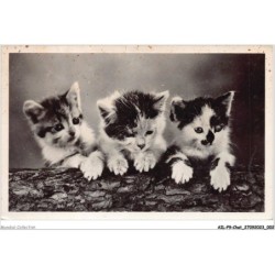 AILP9-0838 - CHAT - chatons