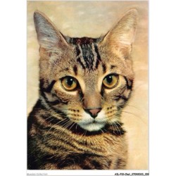 AILP10-1023 - CHAT - chiens et chats - nos amis