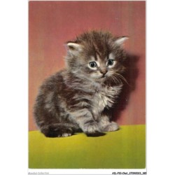 AILP10-1036 - CHAT - chaton