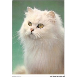 AILP10-1028 - CHAT - chat à poil court blanc