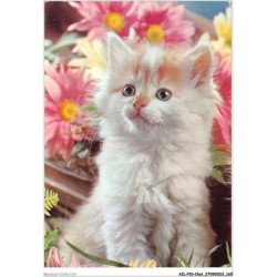 AILP10-1026 - CHAT - regard d'un chat