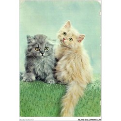 AILP10-1044 - CHAT - regard de deux chats