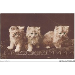 AILP9-0862 - CHAT - chatons aux yeux verts
