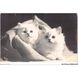 AILP9-0849 - CHAT - deux chats blancs