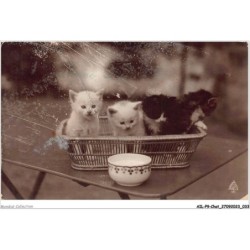 AILP9-0853 - CHAT - chatons