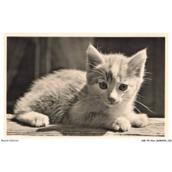 AQFP9-0644-CHAT - sonnige jugend
