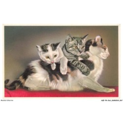 AQFP8-0539-CHAT - chatte et chatons
