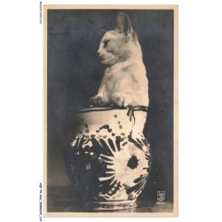 AQFP9-0639-CHAT - chat dans un pot