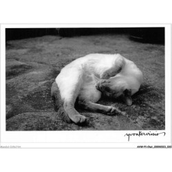 AHWP1-0011 - CHAT - le bonheur de saphir - yvon kervinio - l'aventure carto - le crann quistinic - burry