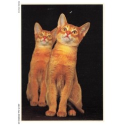 ASHP4-0261-CHAT - DEUX CHATS DE MEME COULEUR GRIS DANS LA MEME POSITION