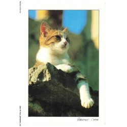 ASHP4-0258-CHAT - CHAT COUCHE SUR UN MUR