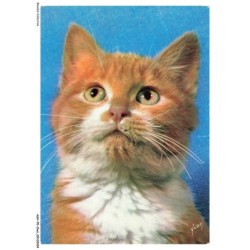 ASHP5-0268-CHAT - CHAT QUI REGARDE EN HAUT - CHIENS ET CHATS NOS AMIS