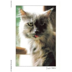 ASHP4-0260-CHAT - CHAT MONTRANT SA LANGUE