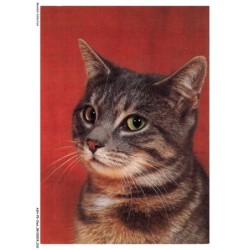 ASHP5-0273-CHAT - PORTRAIT D'UN CHAT DOMESTIQUE