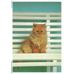 ASHP4-0262-CHAT - CHAT PERSAN ASSIS SUR UNE CHAISE BLANCHE