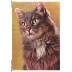 ASHP5-0289-CHAT - PORTRAIT D'UN CHAT NOIR