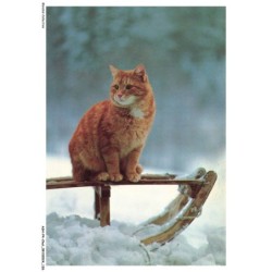 ASHP4-0263-CHAT - CHAT GRIS SUR UN OBJET EN BOIS DANS LA NEIGE