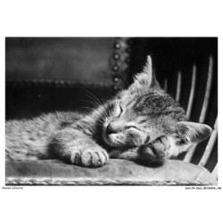 ASHP4-0253-CHAT - UN CHAT QUI DORT