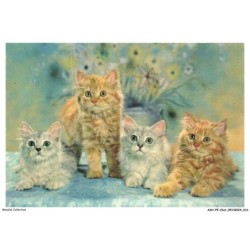 ASHP5-0276-CHAT - DEUX CHATS BLANCS ET DEUX CHATS GRIS L'UN DEBOUT