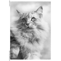 ASHP4-0252-CHAT - UN CHAT BLANC