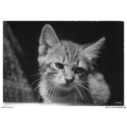 ASHP4-0243-CHAT - PORTRAIT D'UN CHATON