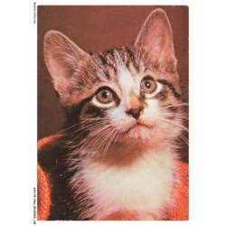 ASHP4-0264-CHAT - PORTRAIT D'UN CHATON