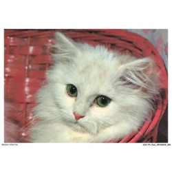 ASHP4-0248-CHAT - CHATON BLANC DANS UN PANIER ROUGE