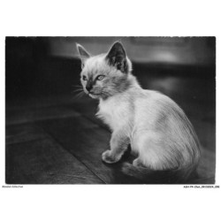 ASHP4-0249-CHAT - JUNGE SIAMKATZE - CHAT SIAMOIS