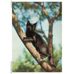 ASHP5-0283-CHAT - CHAT NOIR SUR UN ARBRE