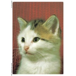 ASHP4-0265-CHAT - PORTRAIT D'UN CHATON