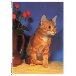 ASHP5-0278-CHAT - CHAT DOMESTIQUE ASSIS PRES D'UN POT DE FLEURS