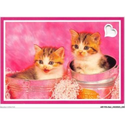 AKPP10-0795-CHAT - CHATONS DANS DES SAUTS