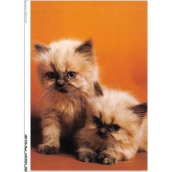 AKPP10-0784-CHAT - CHATON COLOURPOINT