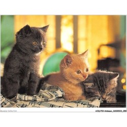 AJQP10-0959 - ANIMAUX - CHATS