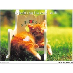 AKPP10-0790-CHAT - CHAT ROUX - LE BOULOT - NON - LA SIESTE - OUI