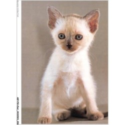 AKPP10-0783-CHAT - CHATON DOMESTIQUE