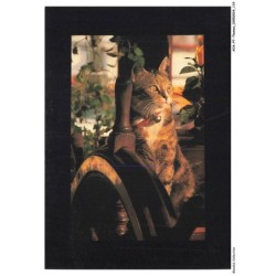 AOAP7-0555-ANIMAUX - chat