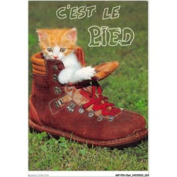 AKPP10-0787-CHAT - CHATON DANS UN CHAUSSURE