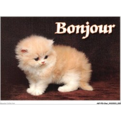 AKPP10-0794-CHAT - CHATON - BONJOUR