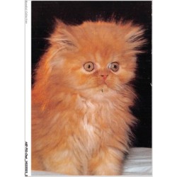 AKPP10-0780-CHAT - CHAT PERSAN ROUX