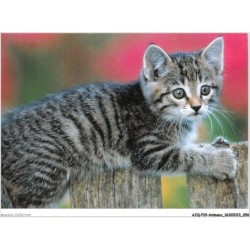 AJQP10-0962 - ANIMAUX - CHAT