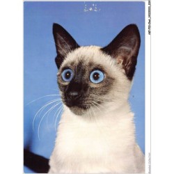 AKPP10-0797-CHAT - CHAT AUX YEUX BLEU