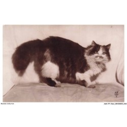 ASHP7-0385-CHAT - CHAT PERSAN TRICOLORE