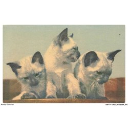 ASHP7-0397-CHAT - TROIS CHATONS IDENTIQUE SUR UNE TABLE
