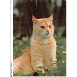 AKPP10-0805-CHAT - CHAT DANS LES FLEURS