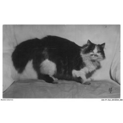 ASHP7-0380-CHAT - CHAT PERSAN TRICOLORE