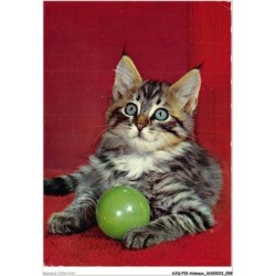 AJQP10-0963 - ANIMAUX - CHAT